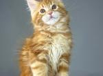 Eva - Maine Coon Kitten For Adoption - Los Angeles&comma; CA&comma; US
