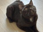 Sheikh - Domestic Kitten For Adoption - Dallas&comma; TX&comma; US