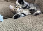 Mochi - Siberian Kitten For Sale - Lynnfield&comma; MA&comma; US