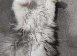 Blue White Persian Kitten - Persian Kitten For Sale - 
