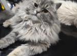 Blue Cream Persian Kitten - Persian Kitten For Sale - 