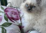 Maxime's litter - Himalayan Kitten For Sale - Binghamton&comma; NY&comma; US