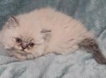 Blue Point Dollface Persian Kitten - Persian Kitten For Sale - Parma&comma; OH&comma; US