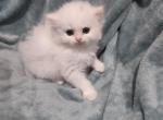 All White Dollface Persian Kitten - Persian Kitten For Sale - Parma&comma; OH&comma; US