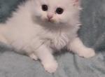 All White Dollface Persian Kitten - Persian Kitten For Sale - Parma&comma; OH&comma; US