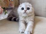 Scottish Fold Silver Male - Scottish Fold Kitten For Sale - Orlando&comma; FL&comma; US
