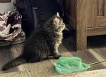 2 Persians Kittens Updated - Persian Kitten For Sale - Mount Pleasant&comma; PA&comma; US