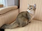 Munchkin Golden Male - Munchkin Kitten For Sale - Orlando&comma; FL&comma; US