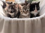Rare Polydactyl Kittens with Stunning Eyes - Domestic Kitten For Sale - 