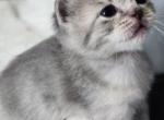 Whiskers Empire - British Shorthair Kitten For Sale - Bellingham&comma; WA&comma; US