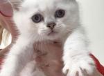 Scottish Male - Scottish Straight Kitten For Sale - Lindenhurst&comma; NY&comma; US