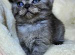 Whiskers Kittens - British Shorthair Kitten For Sale - Bellingham&comma; WA&comma; US