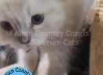 Piplup - Siberian Kitten For Adoption - Brooksville&comma; FL&comma; US