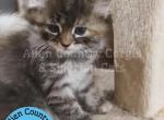 Ponyta - Siberian Kitten For Sale - Brooksville&comma; FL&comma; US