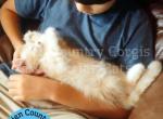 Slowpoke - Siberian Kitten For Adoption - Brooksville&comma; FL&comma; US