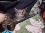 Gengar - Siberian Kitten For Adoption - Brooksville&comma; FL&comma; US