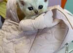 Little Sheep - British Shorthair Kitten For Sale - Carrollton&comma; TX&comma; US