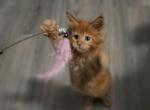 Heroic Hearts Litter - Maine Coon Kitten For Sale - Mexico&comma; MO&comma; US