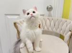 Ponpon - Selkirk Rex Kitten For Sale