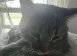 Smokey - Domestic Kitten For Sale - 