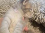 Kitty Siver Girl 18 Toes - Maine Coon Kitten For Sale - Mundelein&comma; IL&comma; US