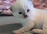 Juniper - Ragdoll Kitten For Sale - Fountain&comma; CO&comma; US