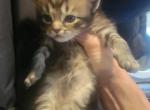 Smokey Boy 18 toes - Maine Coon Cat For Sale - Mundelein&comma; IL&comma; US