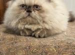 Rambo - Himalayan Kitten For Sale - Charlotte&comma; NC&comma; US