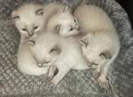 QUEEINE JUNE 26 - Siamese Kitten For Sale - Bryan&comma; TX&comma; US