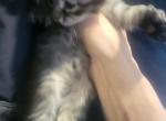 Smokey Girl 24 toes - Maine Coon Kitten For Sale - Mundelein&comma; IL&comma; US