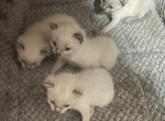 QUEENS GIRLS - Manx Kitten For Sale - Bryan&comma; TX&comma; US