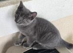 GRAY MANX GIRL - Manx Kitten For Sale