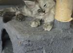 Splits - Maine Coon Kitten For Sale - George&comma; WA&comma; US