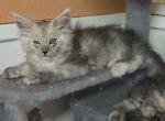 Sweetie - Maine Coon Kitten For Sale - George&comma; WA&comma; US