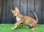 Wulfric - Toyger Kitten For Sale - NY&comma; US