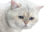 Mishu Adult British Shorthair Stud with all rights - British Shorthair Cat For Sale - 