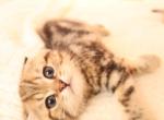 Jusper - Scottish Fold Kitten For Sale - Naperville&comma; IL&comma; US