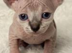 Rubys kittys - Sphynx Kitten For Sale - Carlisle&comma; PA&comma; US