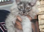 Litter T female - Maine Coon Kitten For Sale - 