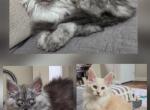 Litter T - Maine Coon Kitten For Sale - 