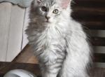 Litter U - Maine Coon Kitten For Sale - 