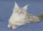 Litter S females - Maine Coon Kitten For Sale - Jasper&comma; GA&comma; US