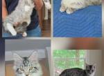 Litter S females - Maine Coon Kitten For Sale - Jasper&comma; GA&comma; US