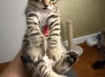 Highland Lynx born Oct 25 in NH - Highlander Kitten For Sale - Milford&comma; NH&comma; US