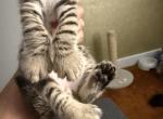 Highland Lynx Kittens Oct 25 - Highlander Kitten For Sale