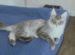 Blue silver mackerel tabby male - Maine Coon Kitten For Sale - Jasper&comma; GA&comma; US