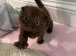 Scottish fold girl - Scottish Fold Kitten For Sale - 