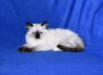 Divas' Litter - Ragdoll Kitten For Sale - WI&comma; US