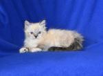 Jolynes litter - Ragdoll Kitten For Sale - WI&comma; US