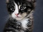 Black Tabby with White Maine Coon Boy European - Maine Coon Kitten For Sale - 